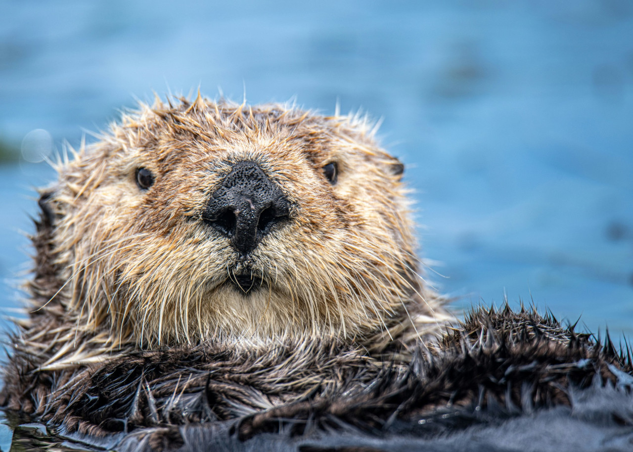 Nutria, nutrias, animal. Foto Unsplash.