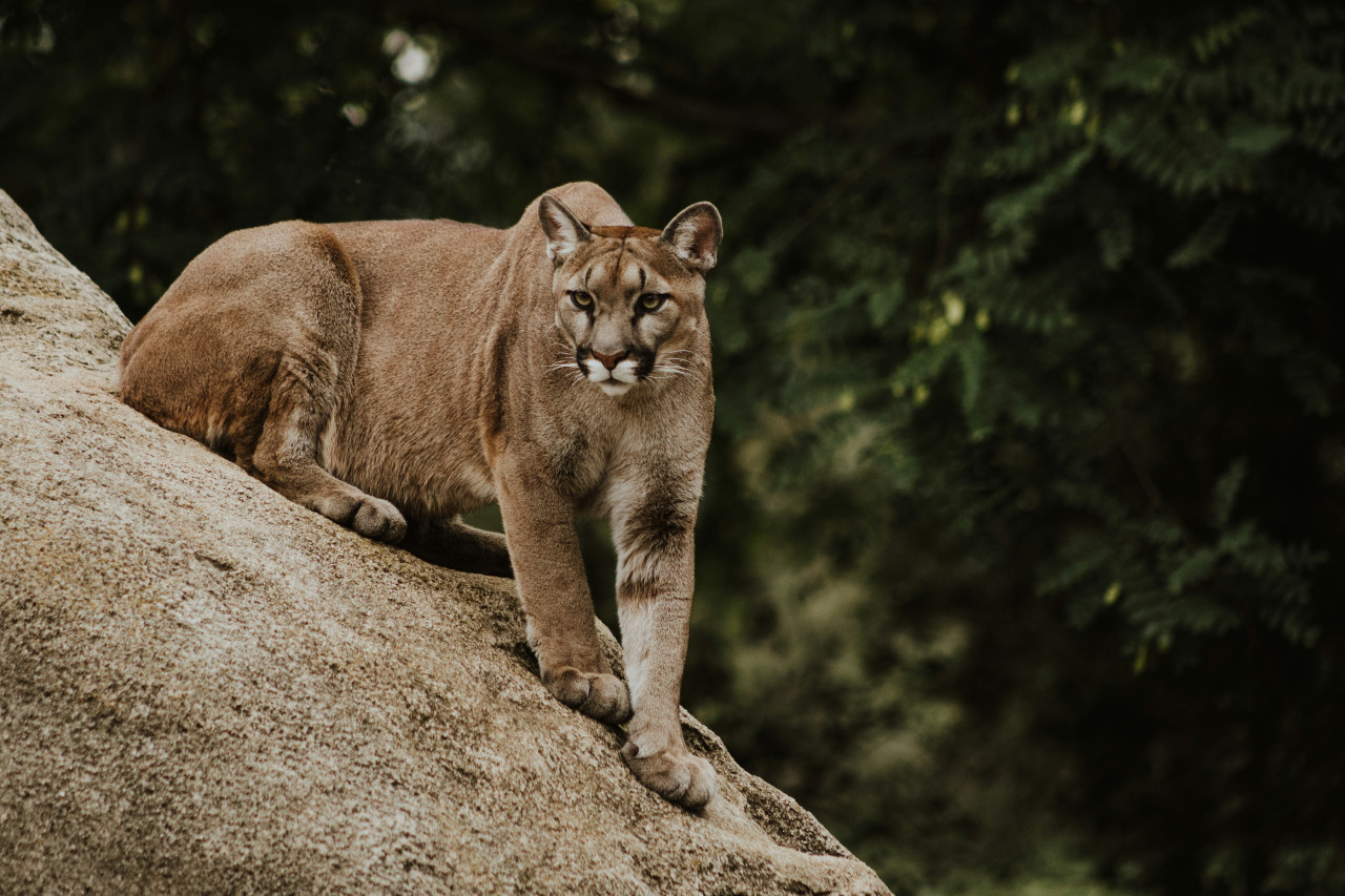 Puma, animal. Foto: Unspalsh