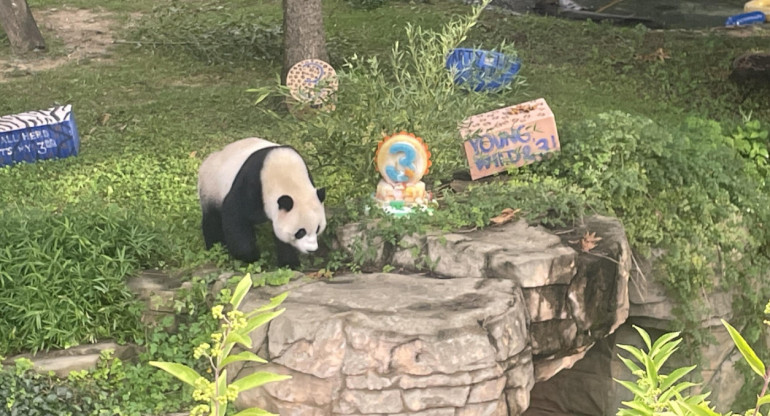 Osos pandas. Foto: EFE