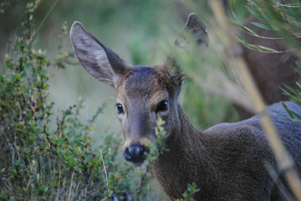 Huemul. Foto: fundacionhuilohuilo.