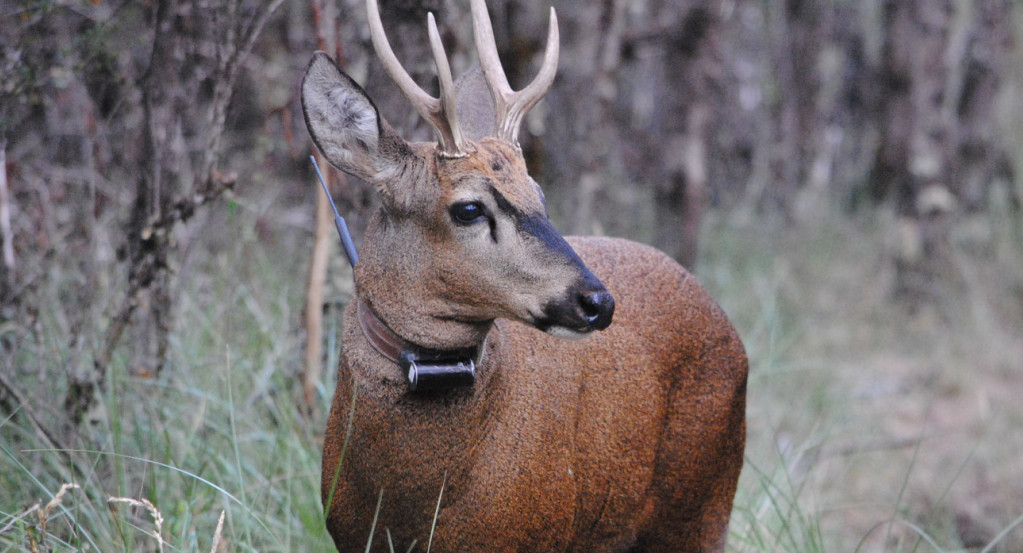 Huemul. Foto: fundacionhuilohuilo