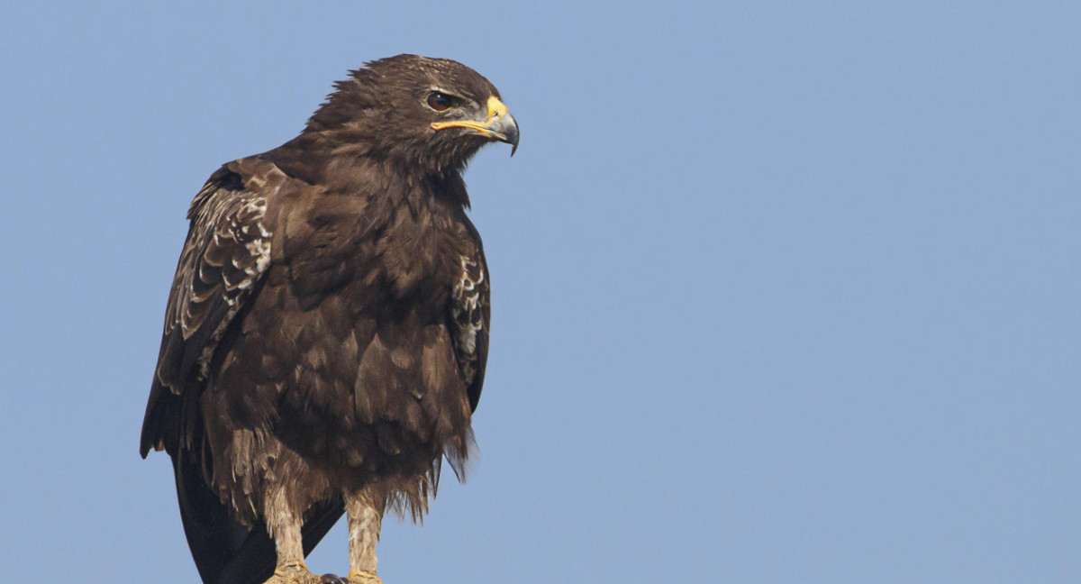 Aves en peligro. Foto: EFE