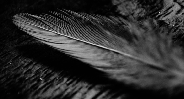 Pluma. Foto Unsplash.