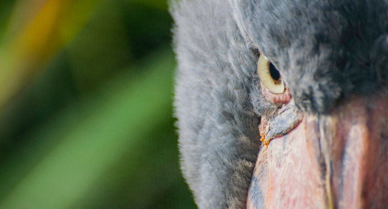 cigüeña picozapato. Foto: Unsplash