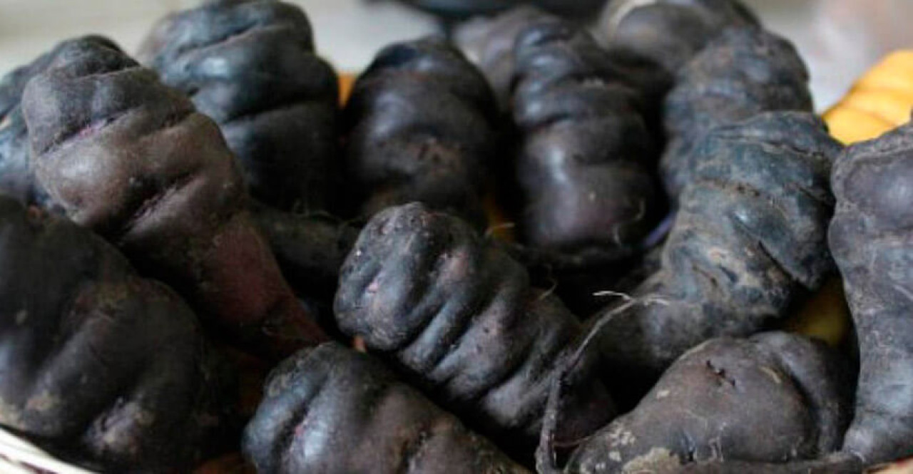 La mashua negra es considerada como el "oro negro andino" Foto: Agro Perú