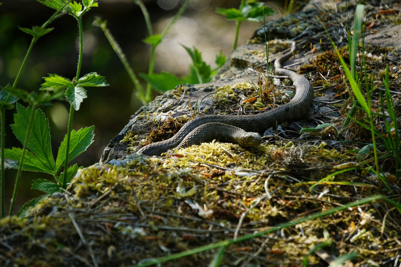 Serpiente. Foto Unsplash