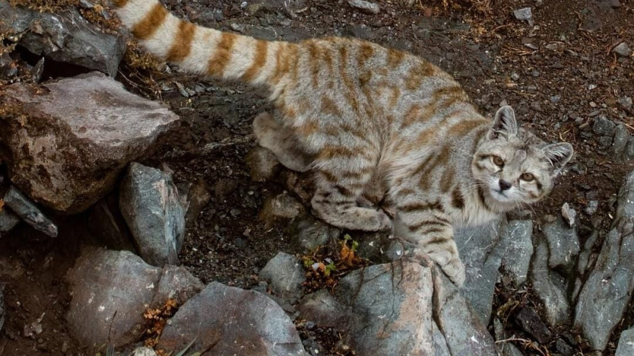 Avistamiento del Gato Andino. Foto: Greenpeace Chile.