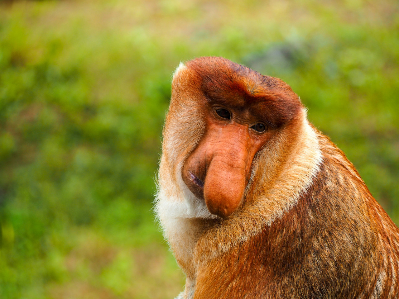 El tamaño de la nariz de estos monos es clave para atraer a las hembras. Foto: Unsplash.