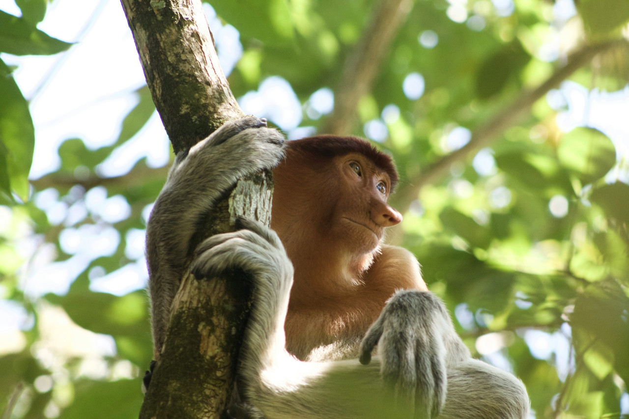Los monos narigudos emiten sonidos a través de la nariz para llamar a las hembras. Foto: Unsplash.