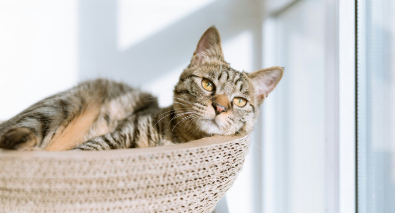 Gato. Foto: Unsplash