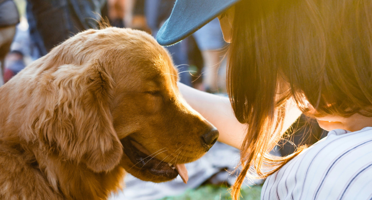 Perro. Foto: Unsplash