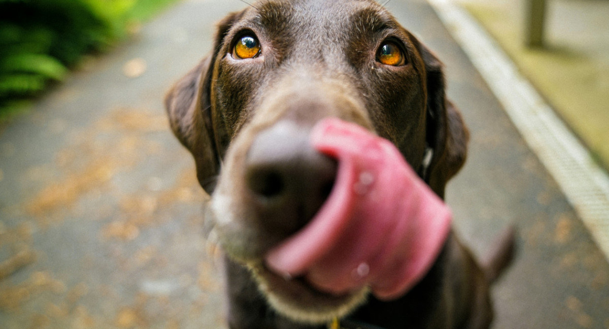 Perro. Foto: Unsplash