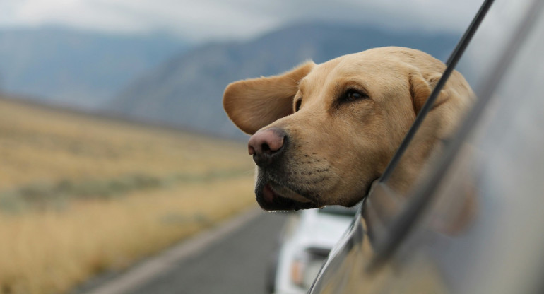 Hay varios consejos a tener en cuenta a la hora de viajar con tu perro en auto. Foto: Unsplash