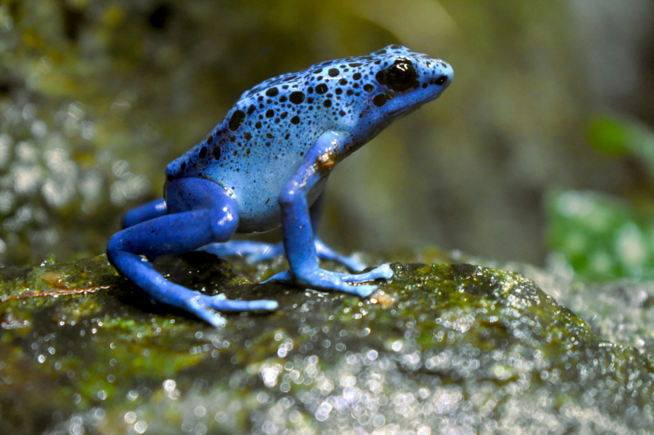 Rana azul. Foto: Unsplash