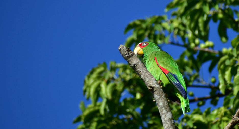 Cotorra mexicana. Foto: Unsplash