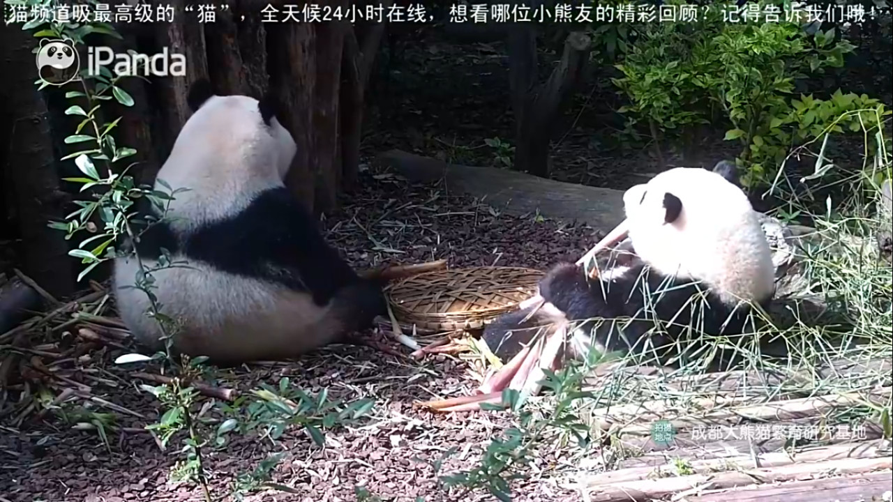 Transmisión en vivo de pandas. Foto: Captura iPanda.