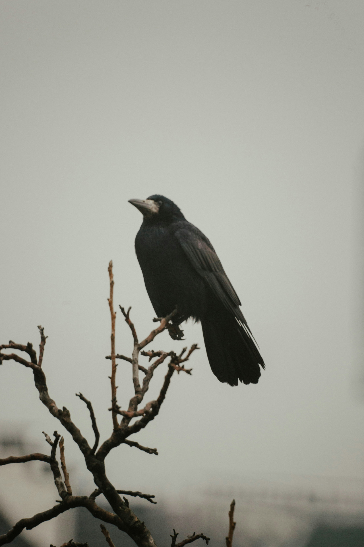 Cuervos. Foto: Unsplash.