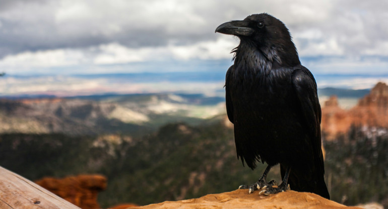 Cuervos. Foto: Unsplash.