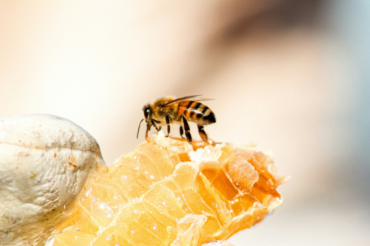 Dulce; abejas; miel. Foto: Unsplash.