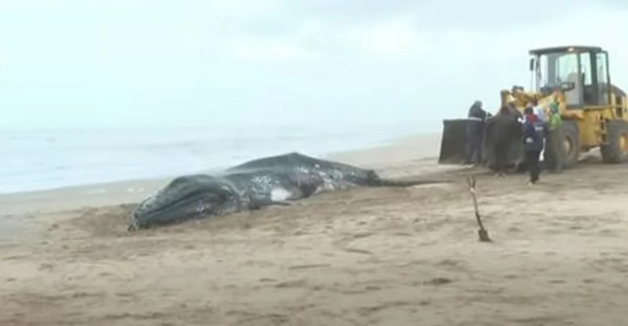 Ballenas jorobadas muertas. Foto: NA