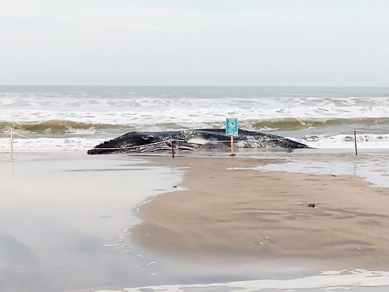 Ballenas jorobadas muertas. Foto: redes sociales