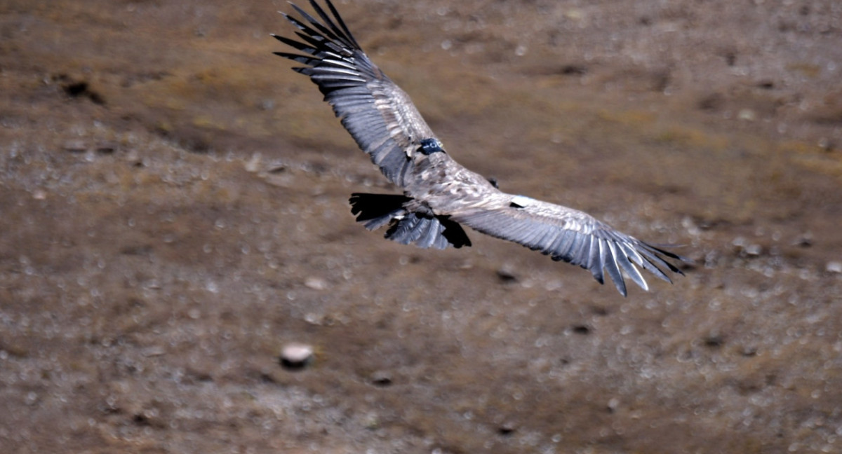 El momento en que liberan a la hembra Cóndor en Bolivia. Foto: Los Tiempos