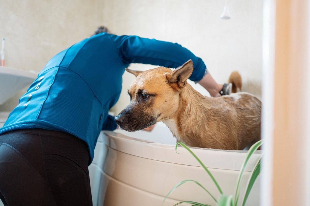 Bañar al perro. Foto: Unsplash