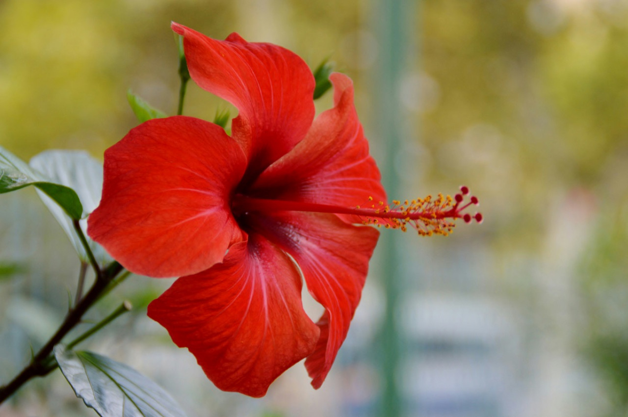 Planta de hibiscus. Foto: Unsplash.