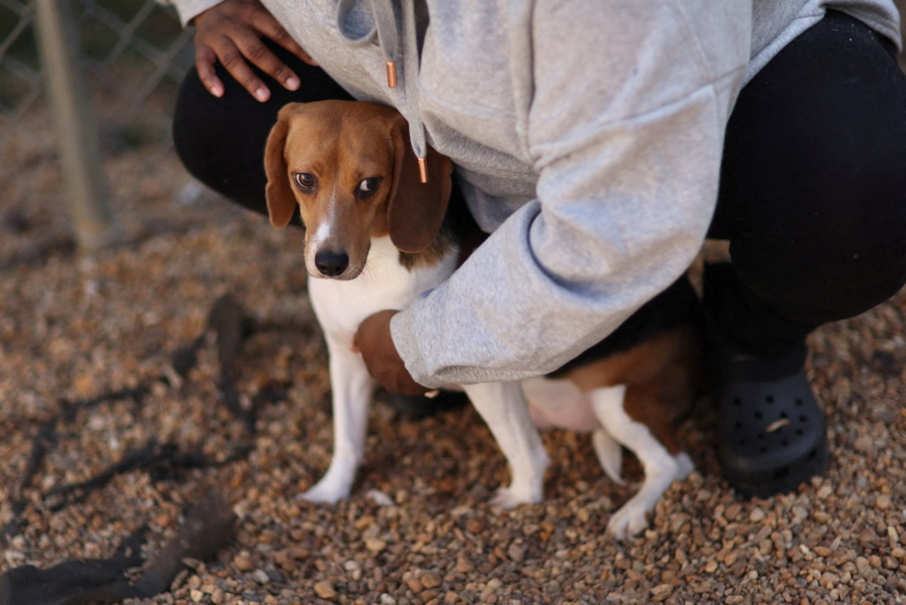 Perros; beagles; maltrato animal. Foto: Reuters.