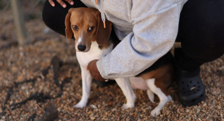 Perros; beagles; maltrato animal. Foto: Reuters.