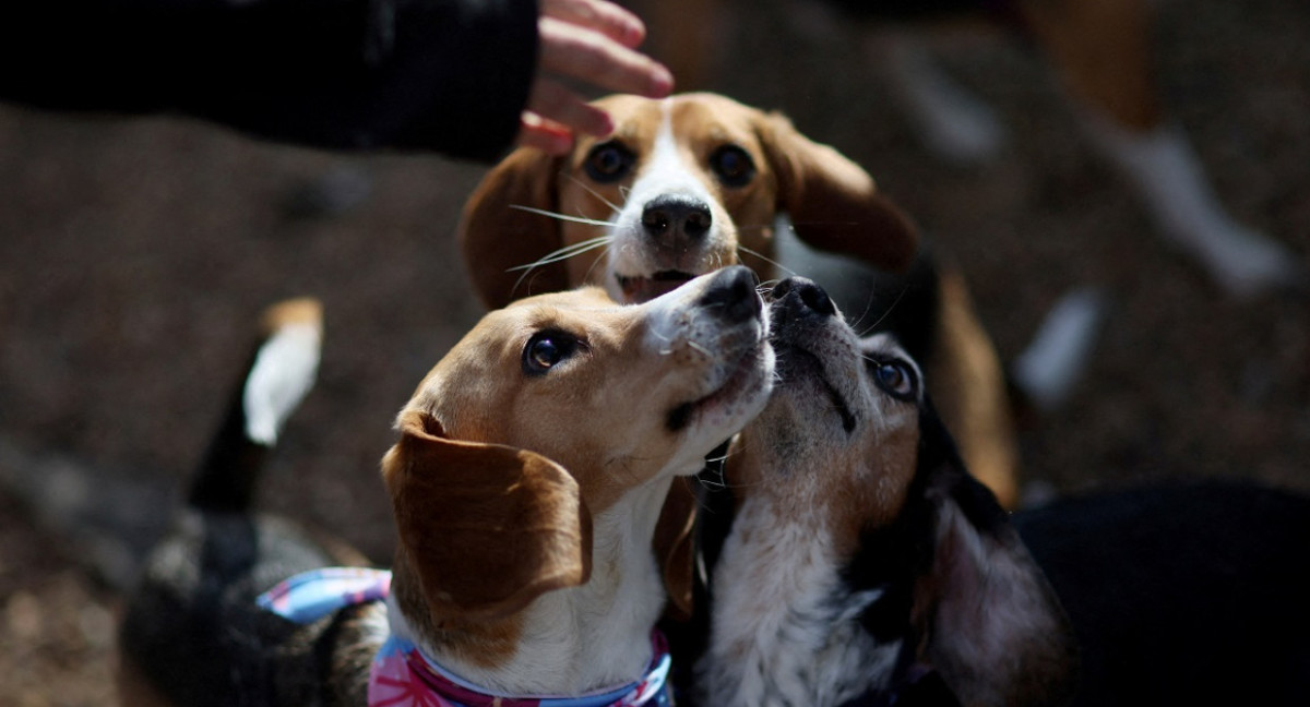 Perros; beagles; maltrato animal. Foto: Reuters.