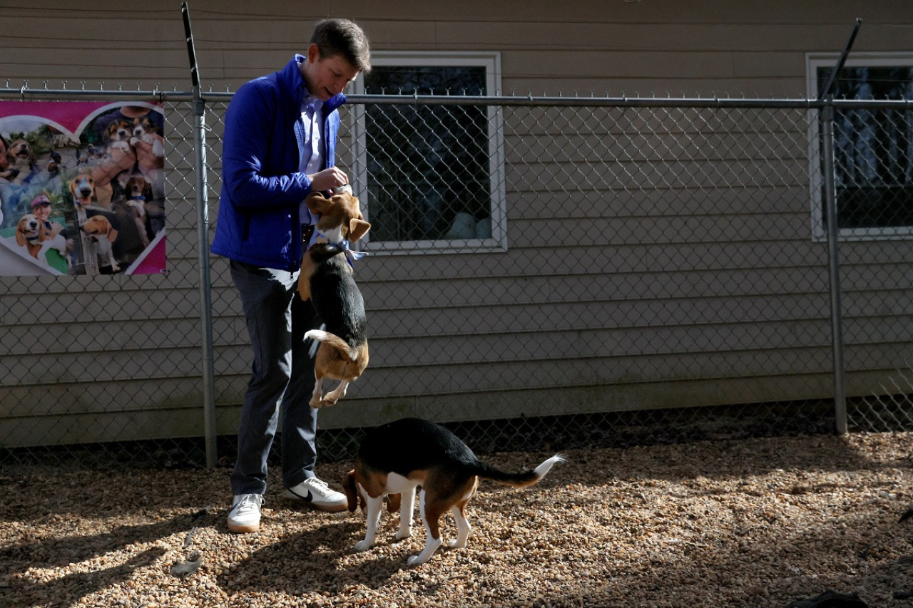 Perros; beagles; maltrato animal. Foto: Reuters.