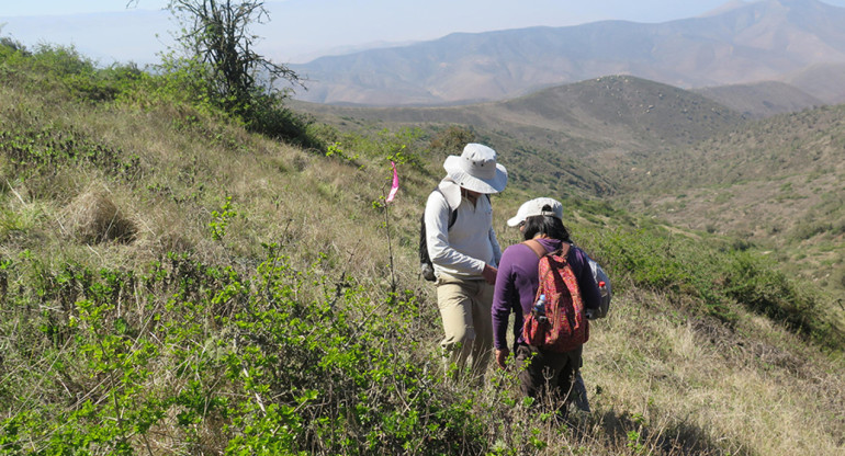 Trabajo para la recuperación de bosques tropicales secos en las zonas andinas. Foto: EFE.