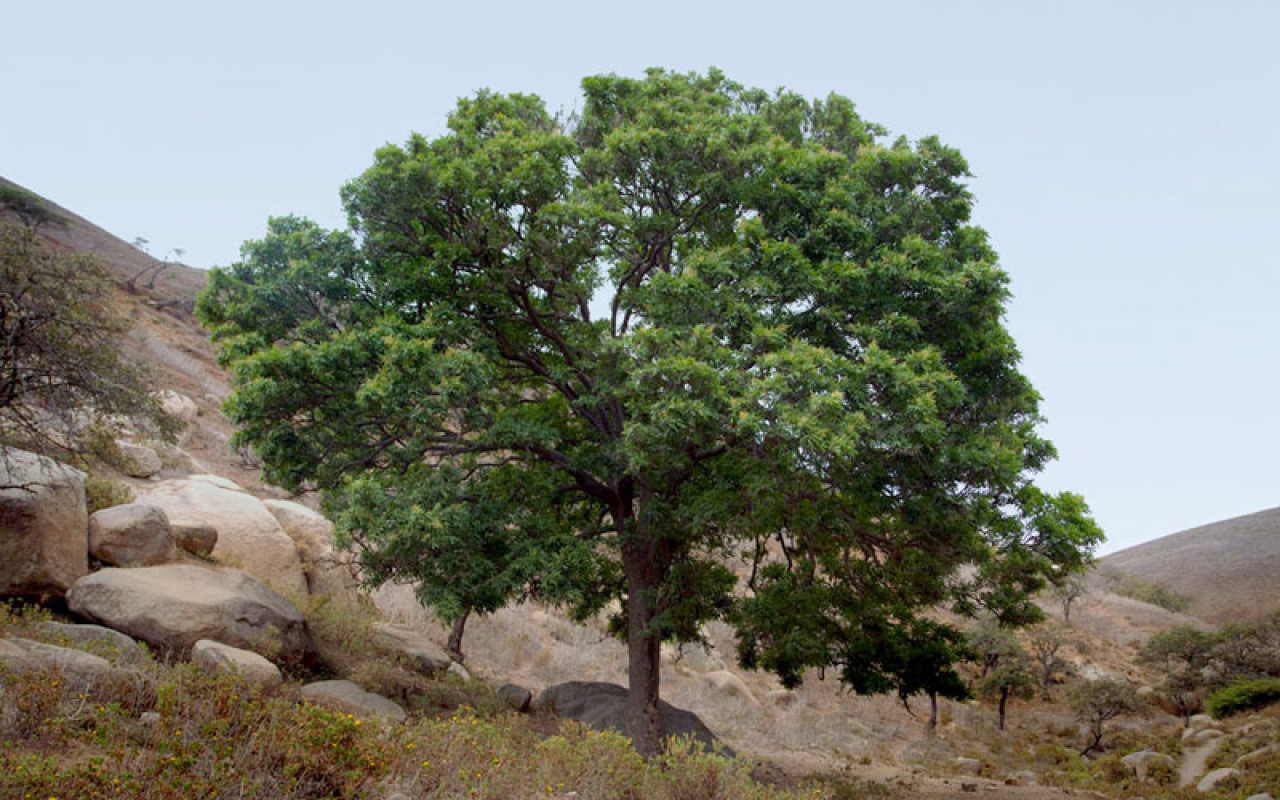 Las lomas de Atiquipa, donde se realizó el trabajo para la recuperación de bosques tropicales secos. Foto: Viva Arequipa.