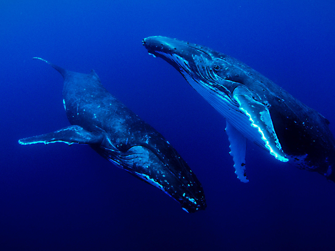 Océanos, planeta. Foto: EFE