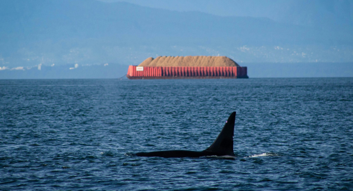 Orca. Foto Unsplash.