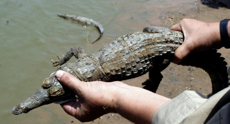 Caimanes del Orinoco. Foto: EFE