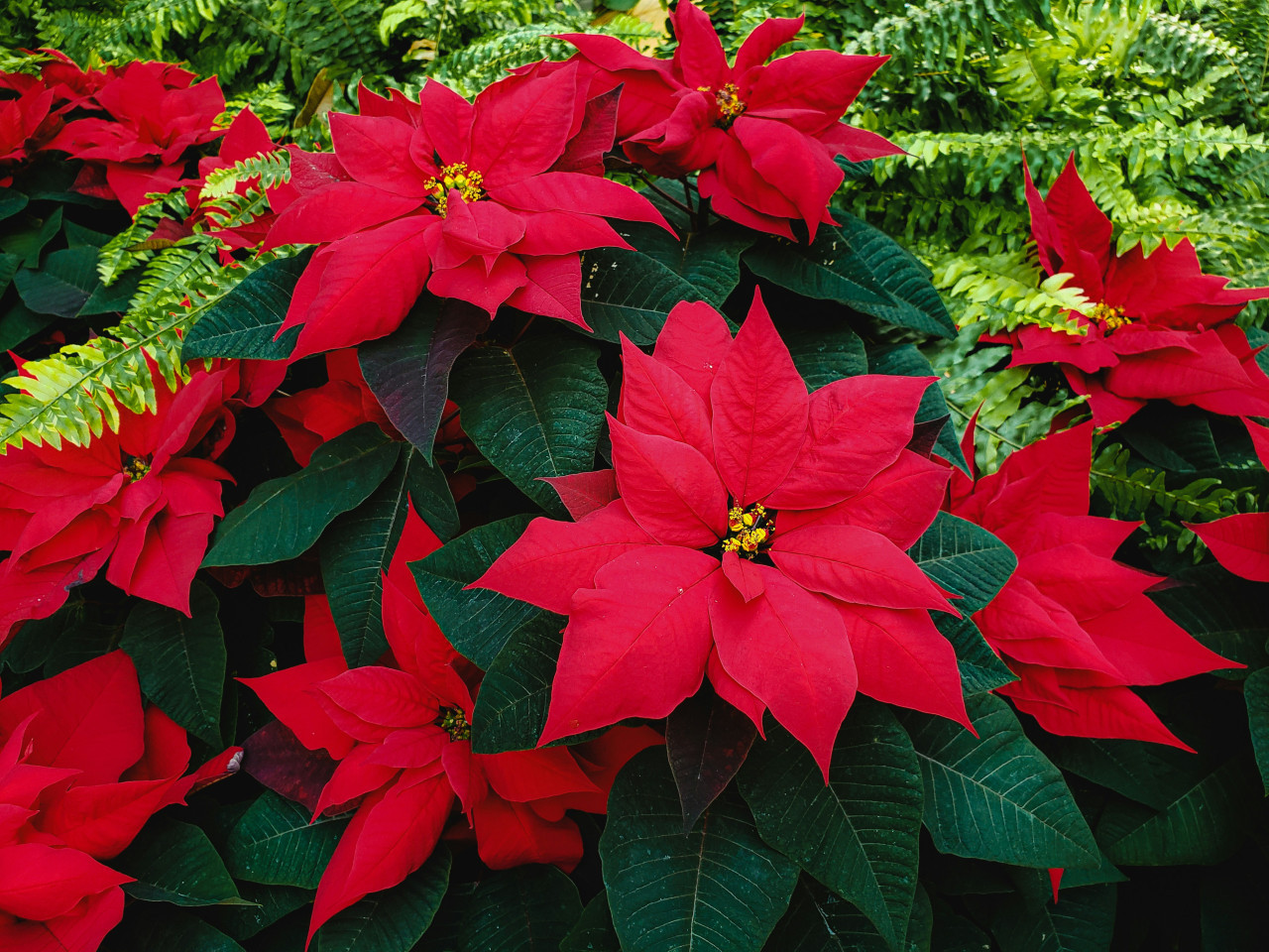 Poinsettia. Foto: Unsplash