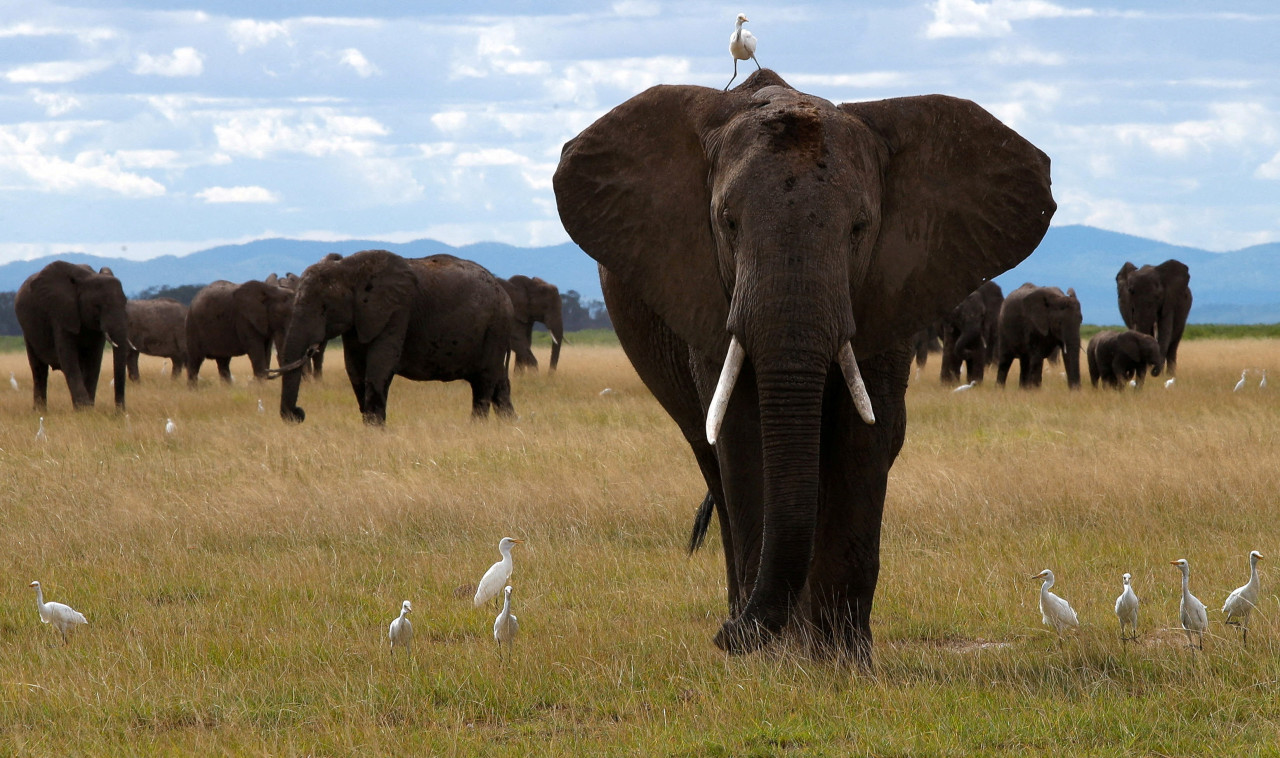 Elefantes. Foto: Reuters