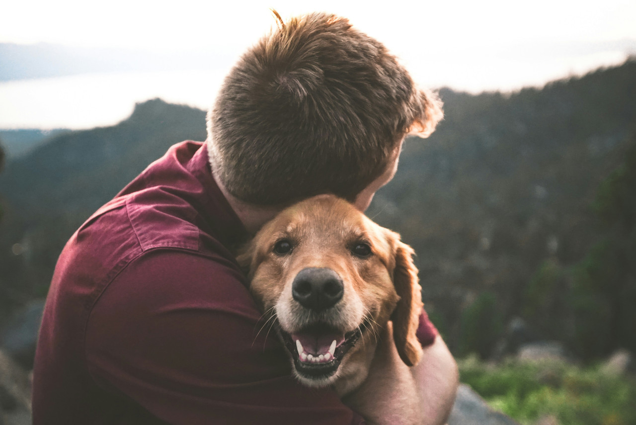 Perros. Foto: Unsplash