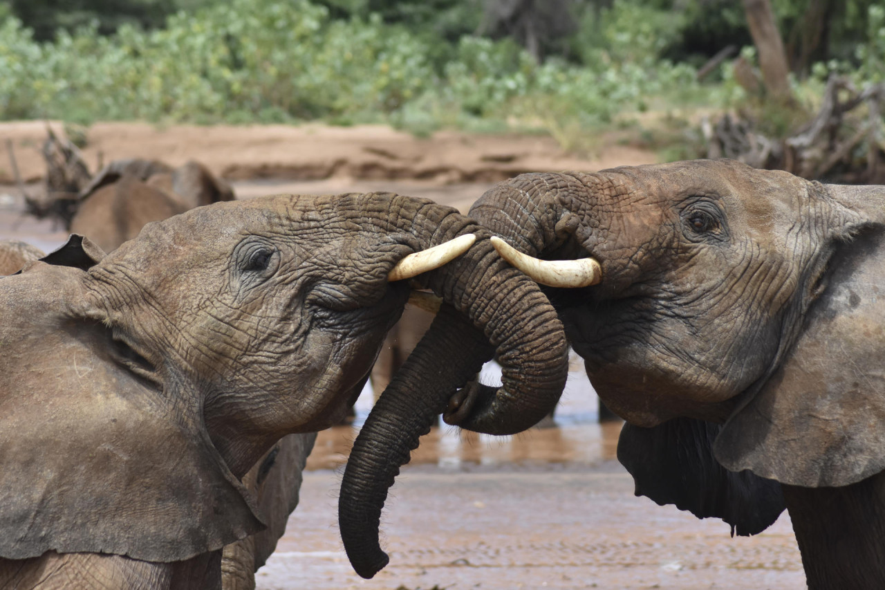 Elefantes. Foto: EFE
