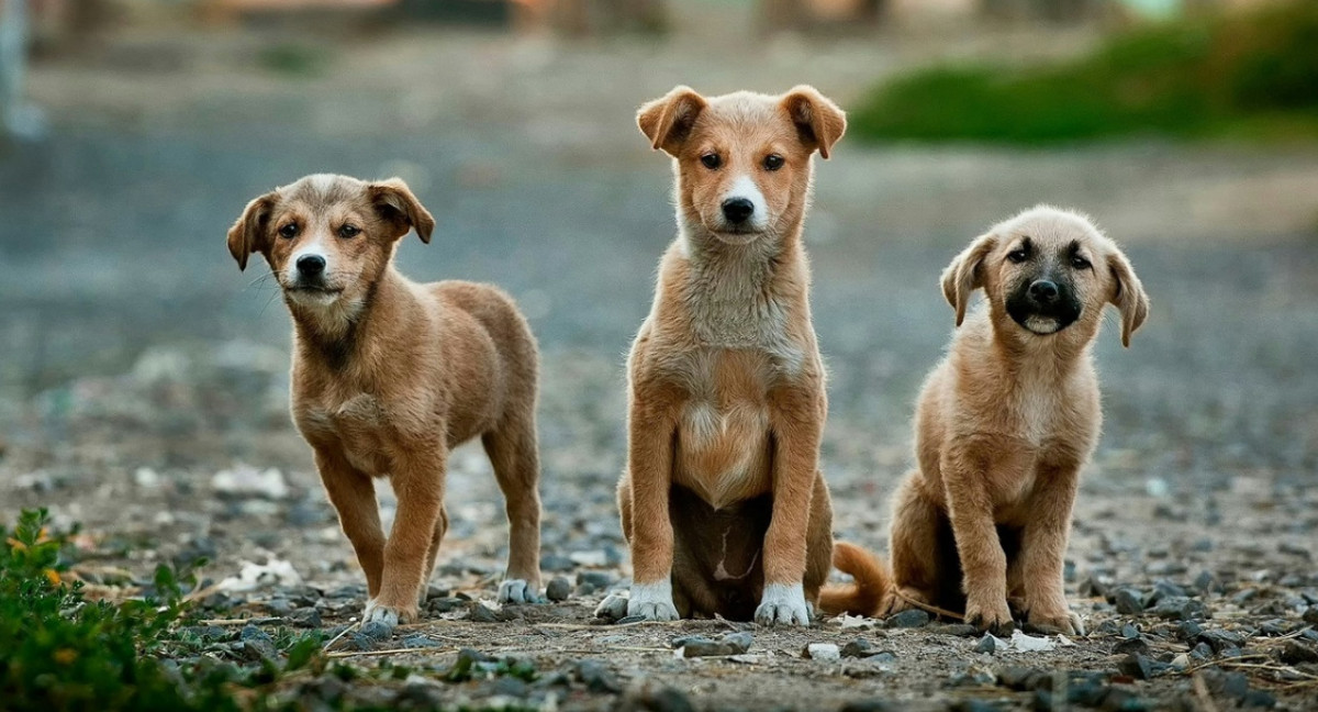 Perros callejeros. Foto: Unsplash.