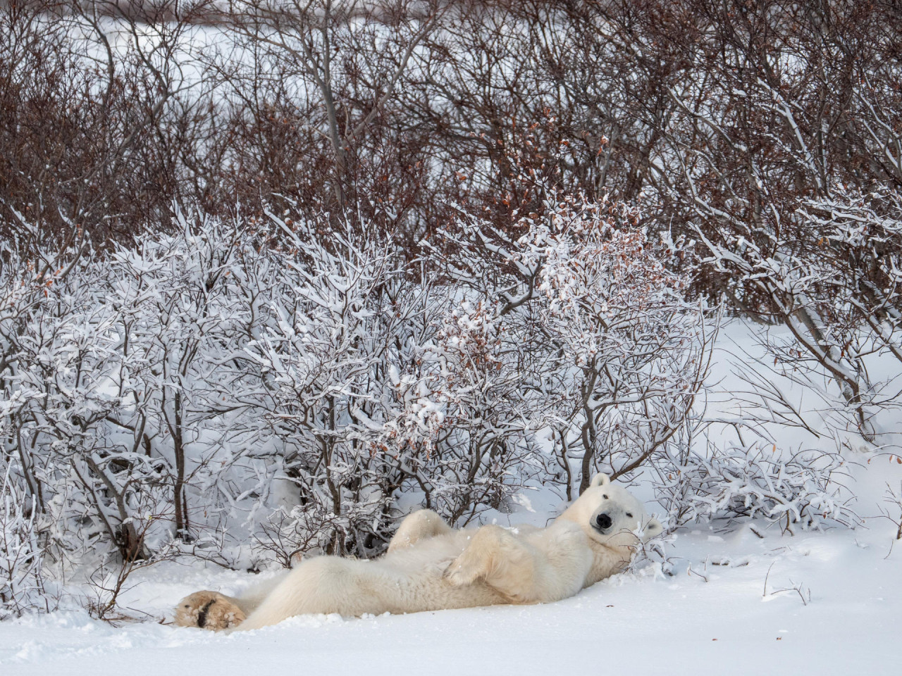 Extinción de osos polares en Canada. Foto EFE.