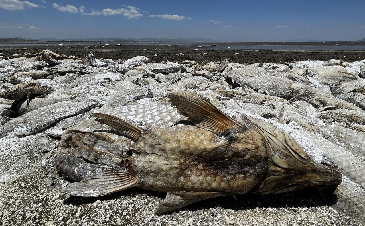 Sequía extrema en México produce la muerte de miles de peces. Foto: EFE.