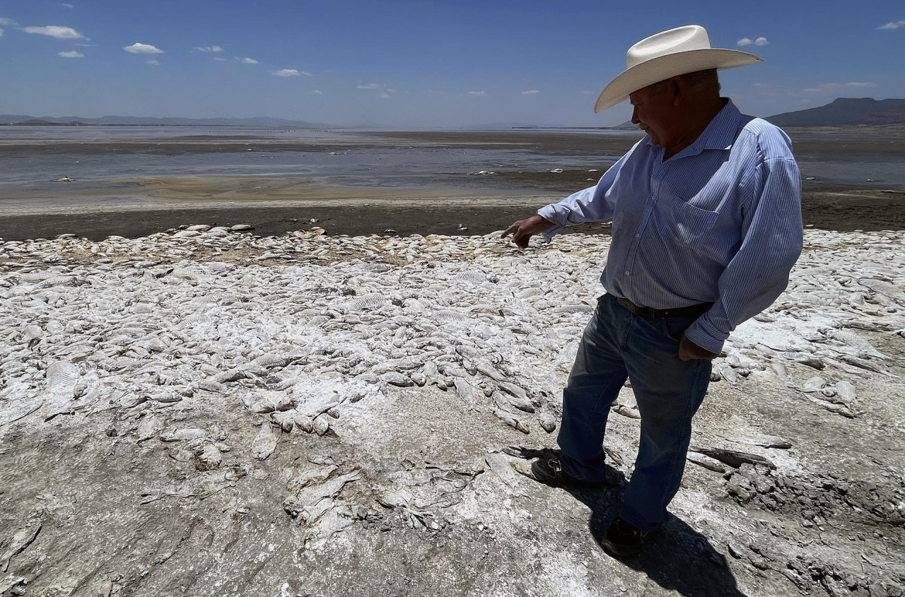 Sequía extrema en México produce la muerte de miles de peces. Foto: EFE.