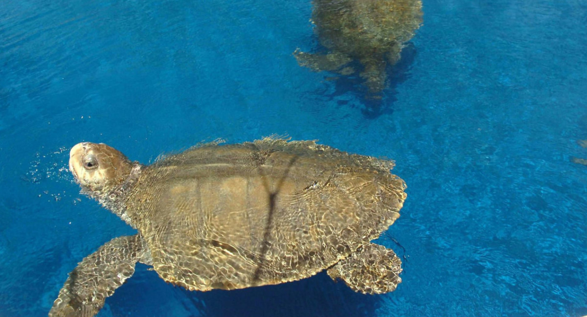 Tortugas marinas. Foto: EFE.