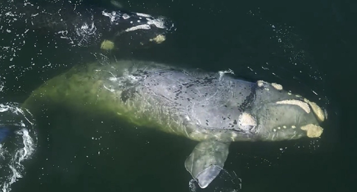 Ballena franca en el puerto de Punta del Este. Foto: captura video Instagram/ballenasuy