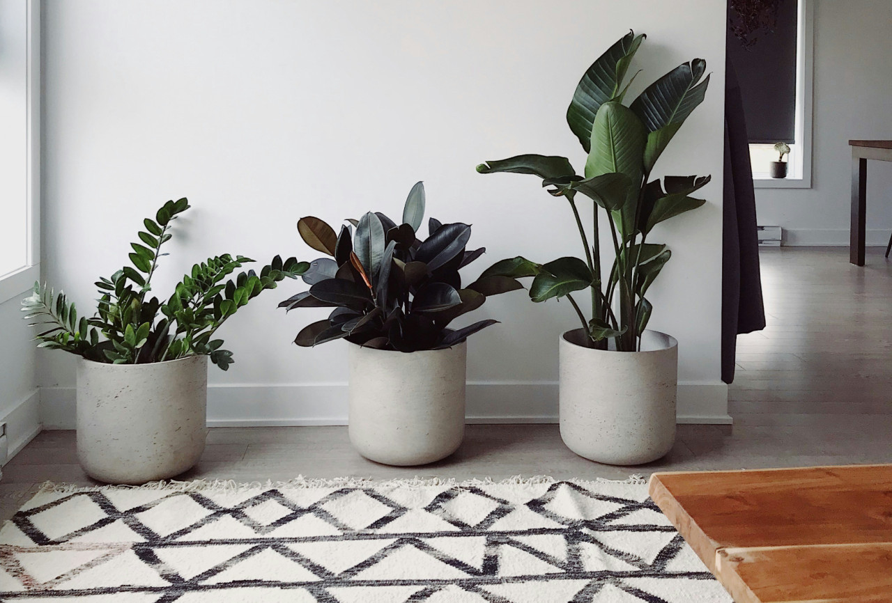 Plantas. Foto: Unsplash.