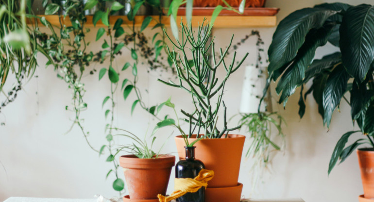 Plantas. Foto: Unsplash.