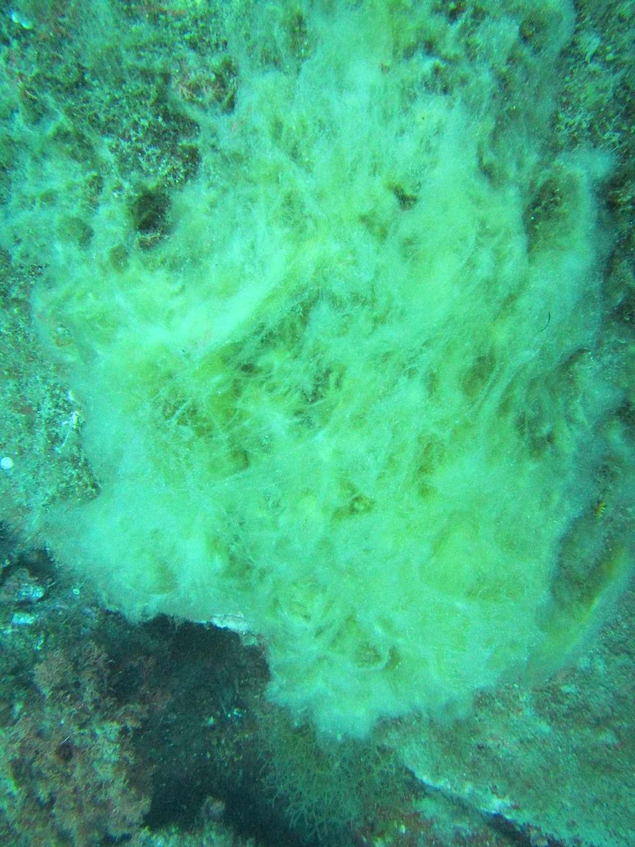 Alga oceánica, Pelagophyceae. Foto: Wikipedia/Frédéric Ducarme.